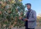 موفقیتی از جنس تجربه در سایه طلای سبز برای اهل دانشگاه